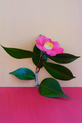 A pink camellia japonica flower on a pink background
