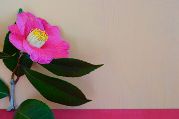 A pink camellia japonica flower on a pink background