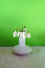 Bouquet of white and green snowdrop galanthus flowers in a small vase