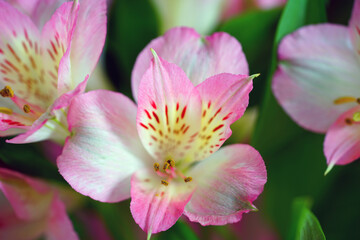 Fototapeta na wymiar Pink and white alstroemeria flowers