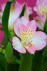 Obraz premium Pink and white alstroemeria flowers