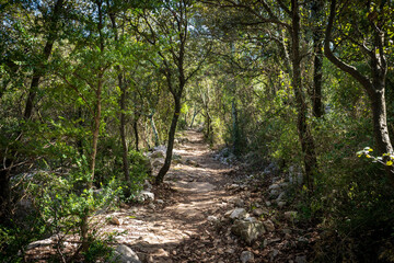 un chemin forestier sous forme de tunnel végétal