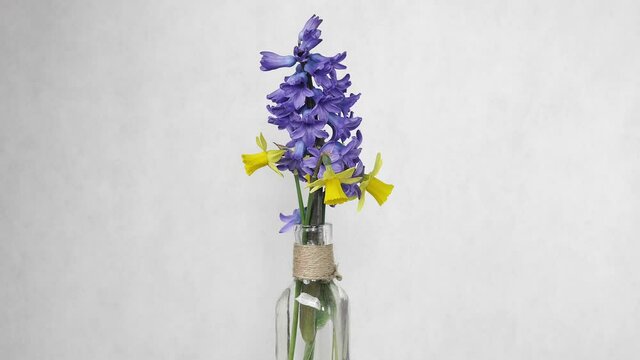 Purple hyacinth and narcissus yellow spring flower, beautiful fragrant, in a vase of school rotates around your own axis, white background, macro, Easter holiday