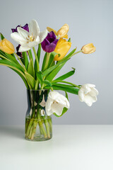 Beautiful tulips stand in a vase on a gray background