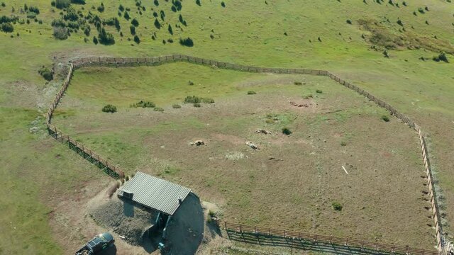 Dead Animals Lying On The Ranch In The Hill On A Sunny Day. - aerial