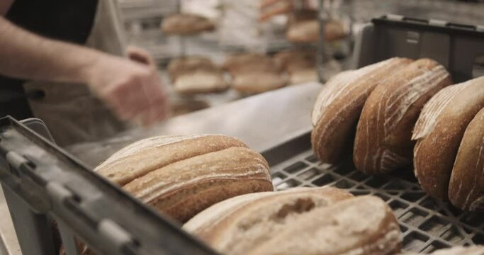 Busy Bearded male baker wearing apron in bakery packing bread for delivery