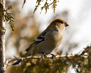 Pine Grosbeak Stock Photo. Pine Grosbeak close-up profile view, perched  with a blur background in its environment and habitat. Image. Picture. Portrait