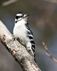 Naklejka premium Woodpecker Stock Photos. Female close-up profile view perched on a tree branch with blur background in its environment and habitat. Image. Picture. Portrait.