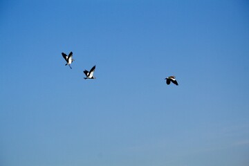 Fototapeta premium Quero-Quero (Vanellus chilensis) sobrevoa a lagoa num dia de céu azul e brilhante