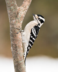 Woodpecker Stock Photos. close-up profile view climbing tree branch and displaying feather plumage in its environment and habitat in the forest with a blur background. Image. Picture. Portrait.