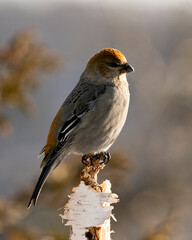 Pine Grosbeak Stock Photo. Pine Grosbeak close-up profile view, perched  with a blur background in its environment and habitat. Image. Picture. Portrait