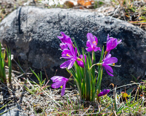 Grasswidow (Olsynium douglasii var. douglasii) is a small native wildflower with large purple flowers in the iris family.
