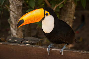 Naklejka premium toucan