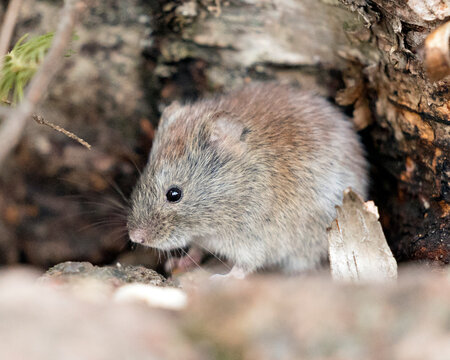 Mouse Stock Photos. Close-up profile side view in the forest eating  in its environment and habitat with a blur background.