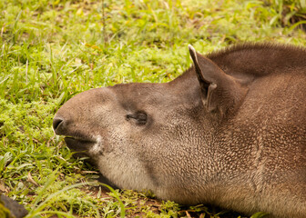 Fototapeta premium tapir