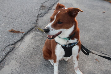 Terrier and Border collie mix sitting outside in the day time smiling