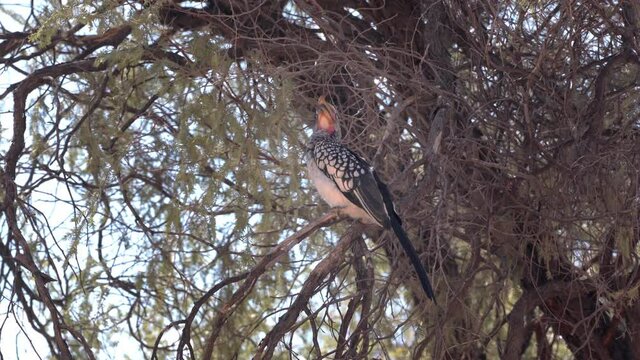 A Southern Yellow-billed Hornbill preening on a pricky camel thorn tree in Kgalagadi Transfrontier Park - Kalahari Desert, Upington, South Africa.