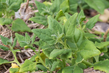 plant sea spinach tetragonia tetragonoides outdoor