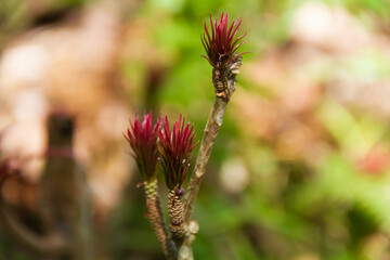 New Castilleja leaves growing in the forest