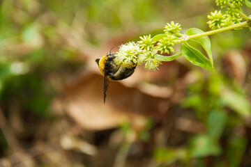 bee on a flower