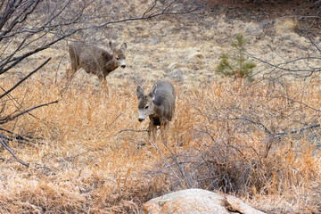 Mule Deer by the South Platte River