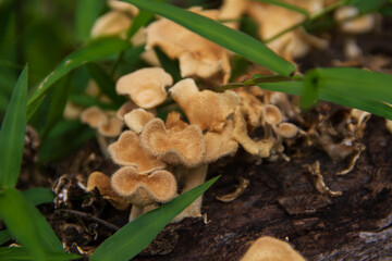 a growing collection of mushrooms