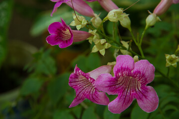 pink bellflower in the fores