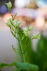 small white flowers