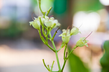 dazzling little white flowers