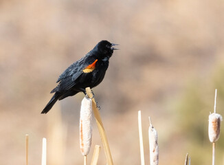 Red-winged black bird
