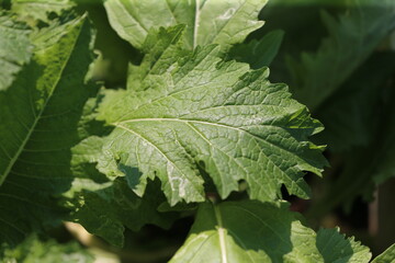 close up of green leaf