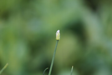 Onion Flower Stem