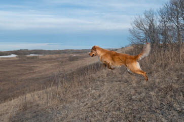 Fototapeta na wymiar dog running on a hill