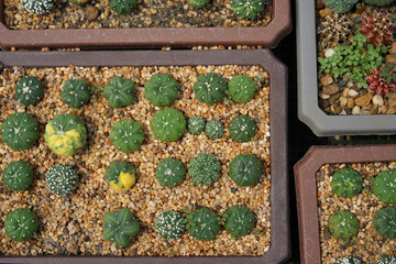 Astrophytum cactus in the planting pot - 421146804
