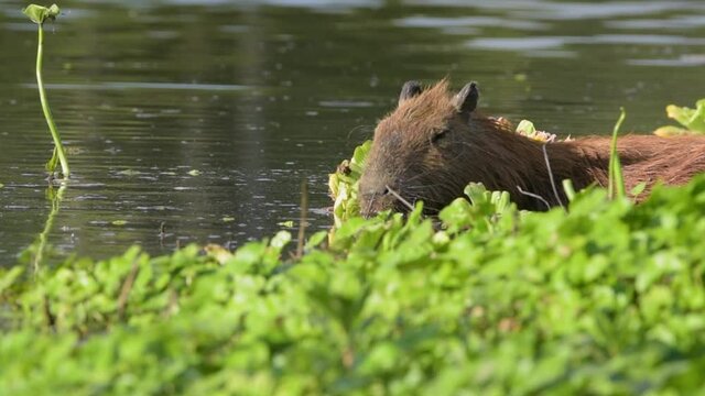 Capibara carpincho en laguna natural junto a plantas acu&aacute;ticas