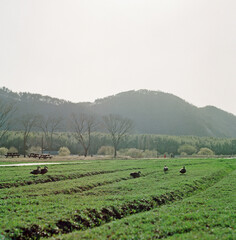 fields