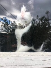 Reflection of feline beauty