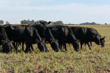 Angus cattle farm in the pampas