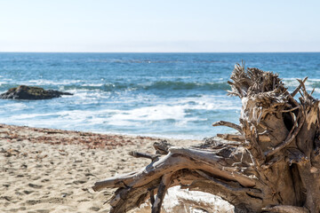 Beachwood by Bodega Bay area along Northern California's rugged coast, Sonoma County