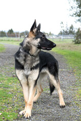 German shepherd outdoor standing looking at sky.
