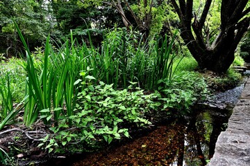 森の小川の風景