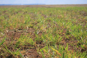 Planta de cobertura de solo. Oeste da Bahia, Brasil. 