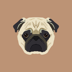 pug dog portrait