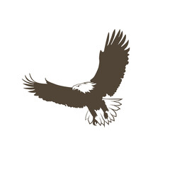 Obraz premium eagle in flight