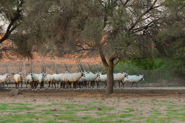 Arabian oryx or white oryx