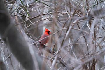 Cardinal perched on branch