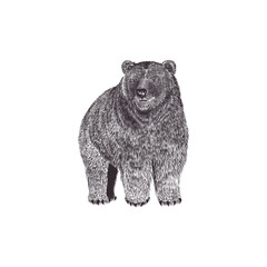 bear sketch