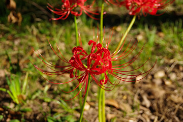 赤い花　彼岸花　秋