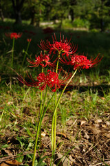 公園に咲く赤い花　彼岸花　秋