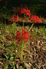秋に咲く綺麗な花　ヒガンバナ